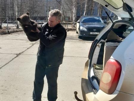 Житель Якутии спас медвежат о стаи бродячих собак